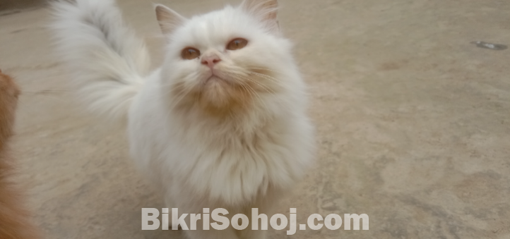 পার্শিয়ান বিড়াল